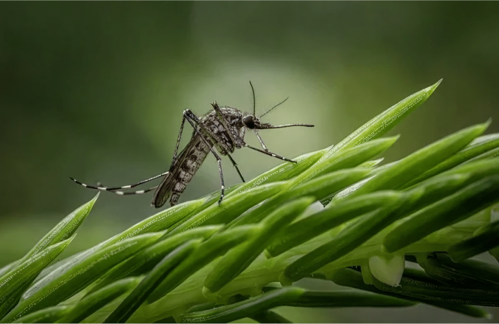 Controlling Mosquitoes: Best Practices for Your Home and Yard