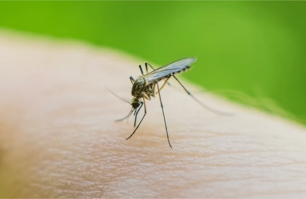 Close-up of a mosquito biting a person's skin