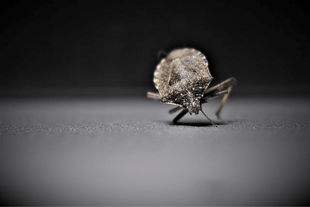 Close-up of a brown stink bug on a dark surface