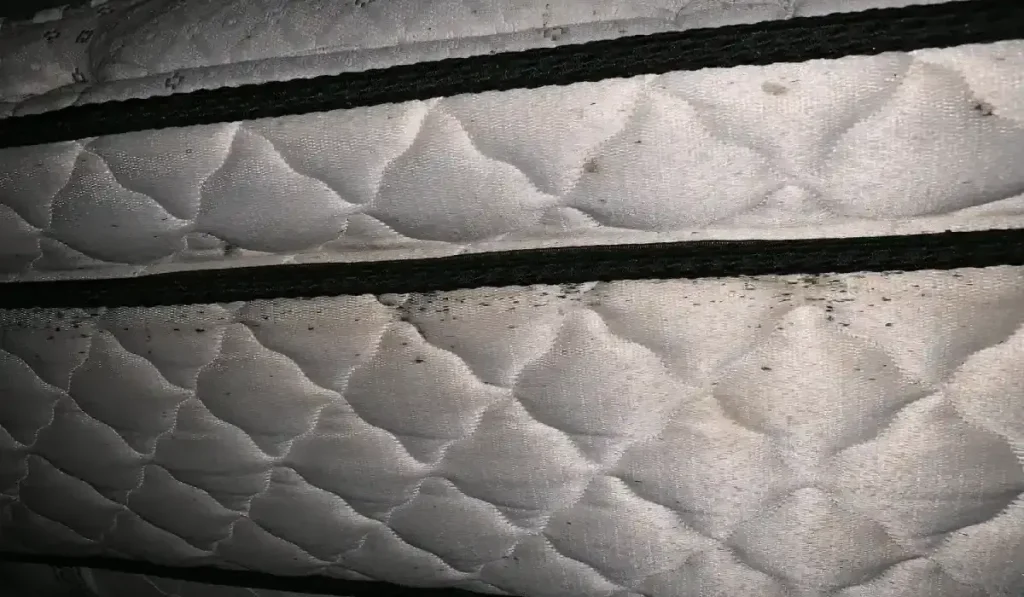Say Goodbye to Bed Bugs: How to Kill Bed Bugs Effectively