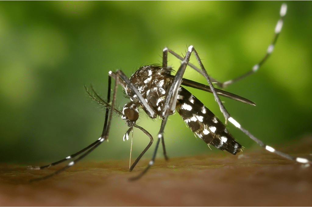 Close-up of a mosquito biting a person's skin