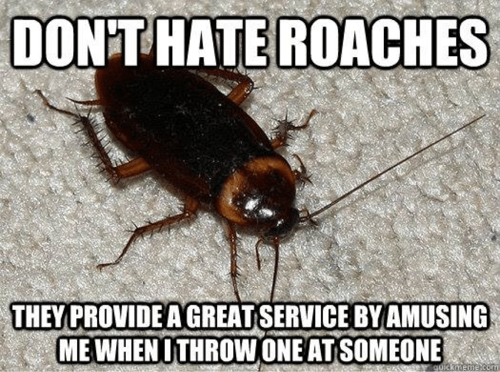 A meme showing a cockroach on a carpet with the caption "Don't Hate Roaches - They Provide Amusement," adding a humorous twist to dealing with roaches.