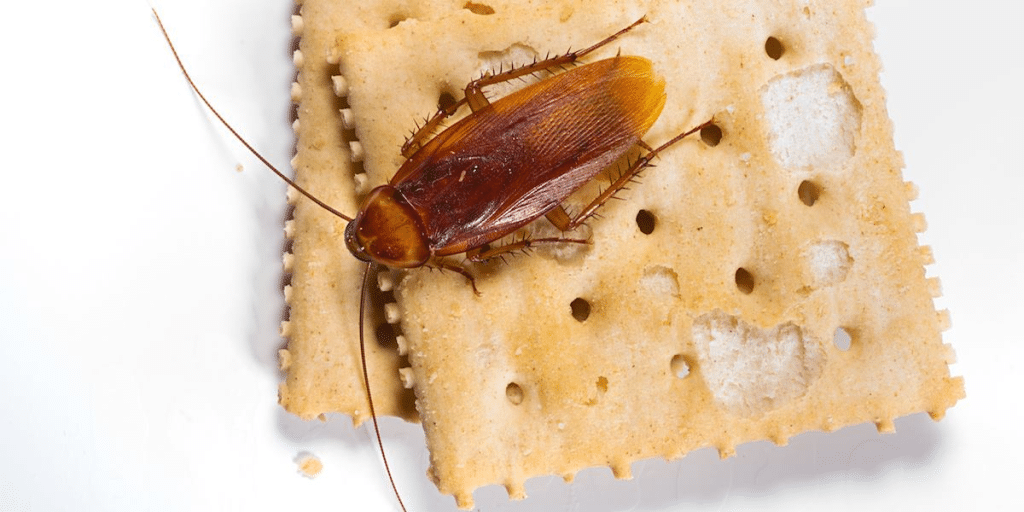 A disturbing close-up of a cockroach crawling on a cracker, highlighting food contamination caused by cockroach infestations.