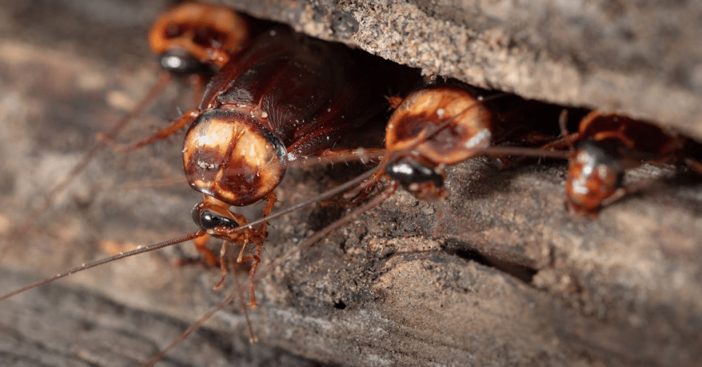 A detailed image showing cockroaches nestled in a wooden gap, highlighting a common sign of a cockroach infestation in homes.