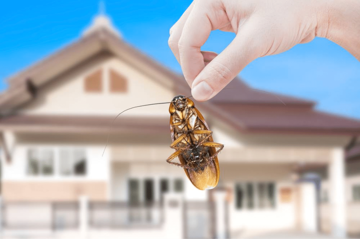 Top 5 Signs You Have a Cockroach Infestation in Your Home