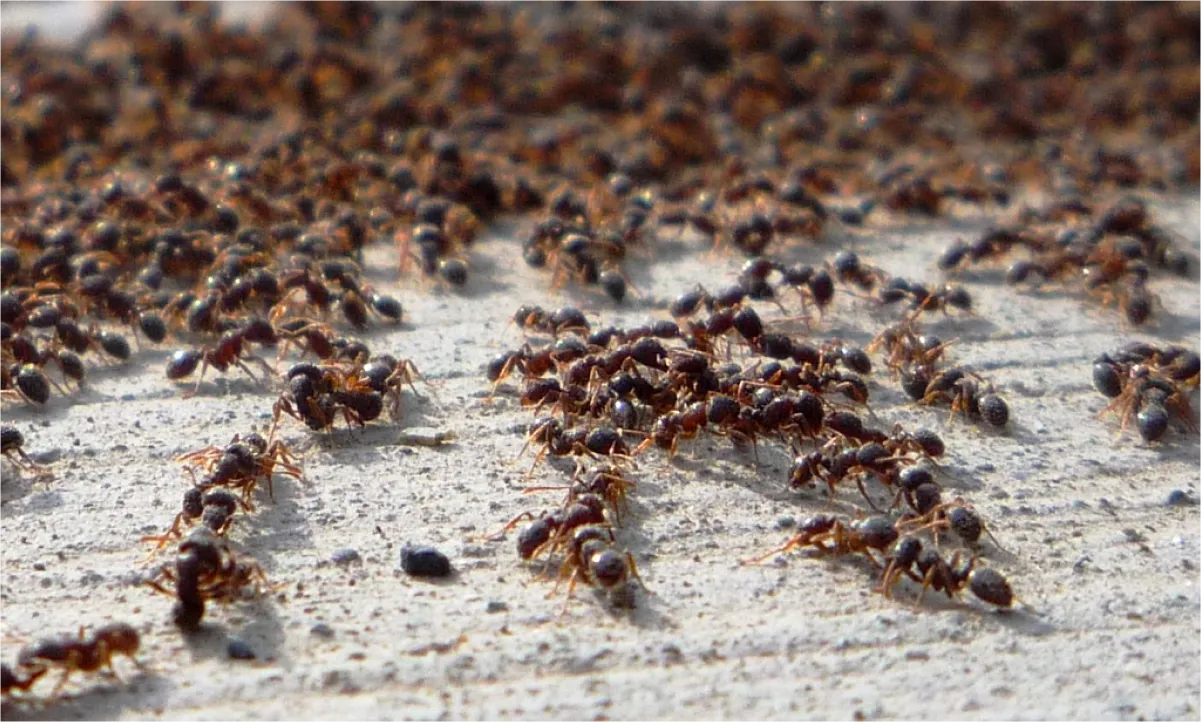 A large group of ants crawling on the ground, with their bodies clearly visible.