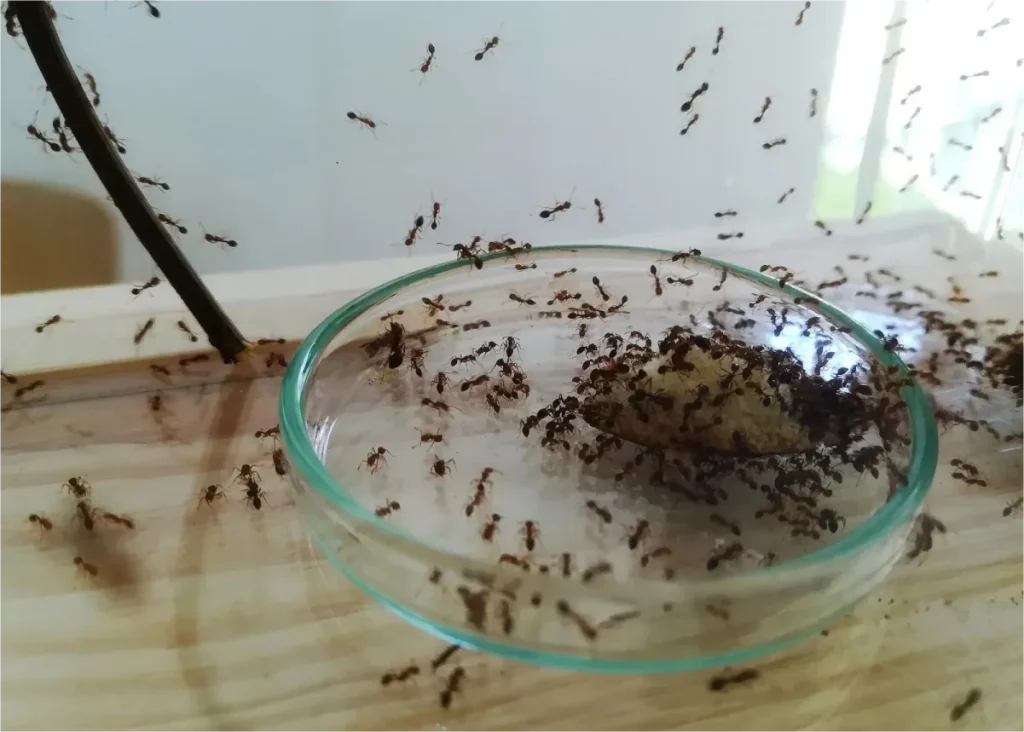 A large group of ants gathers around food in a glass dish, some climbing the edges.