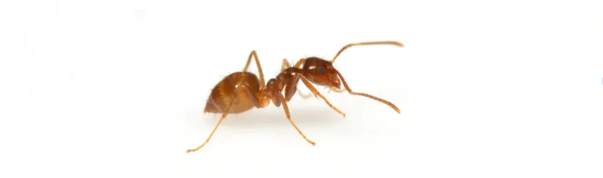 A close-up shot of a single ant with a clear view of its body and antennae.