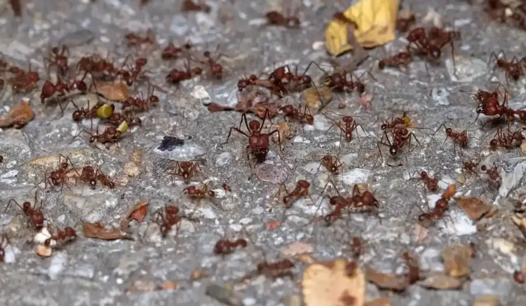 Common Ant Species in Texas and How to Control Them