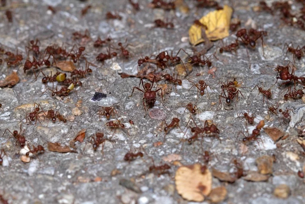Common Ant Species in Texas and How to Control Them