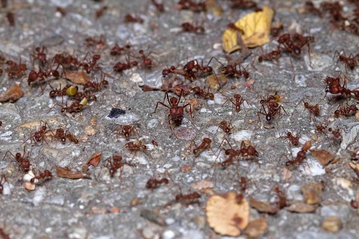 Common Ant Species in Texas and How to Control Them