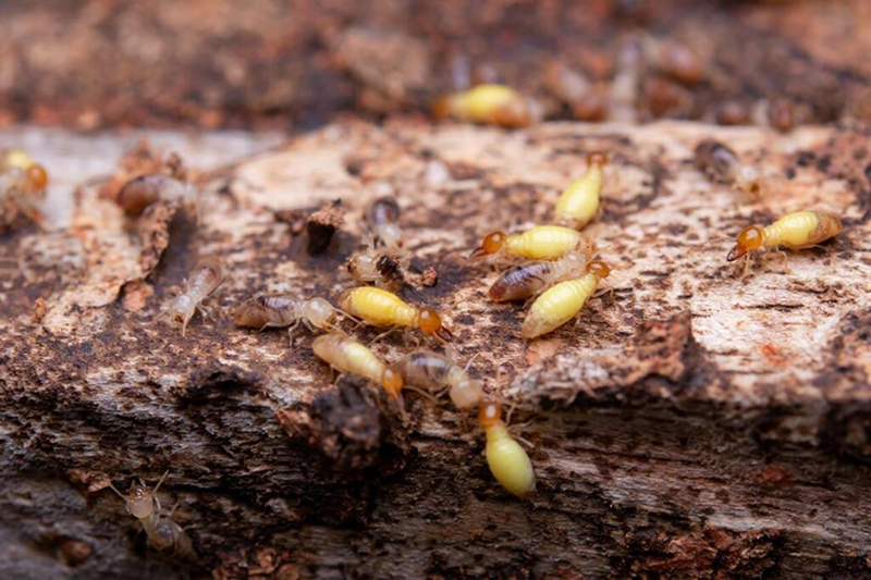 Termites infesting rotted wood