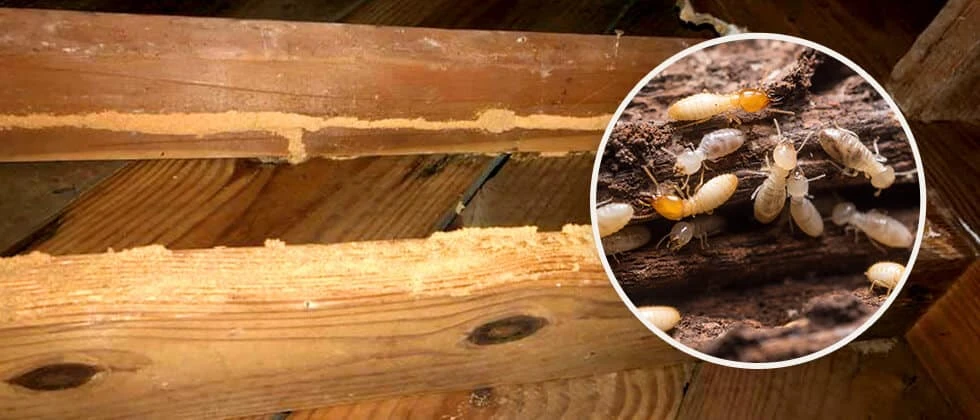 How to Identify Termite Damage in Your House