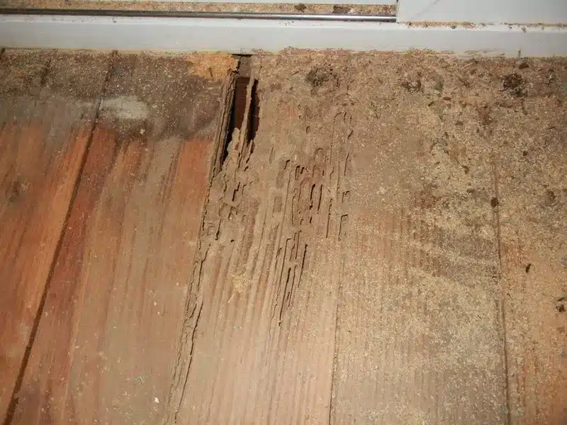 Severely damaged wooden surface with visible termite infestation and wood dust.