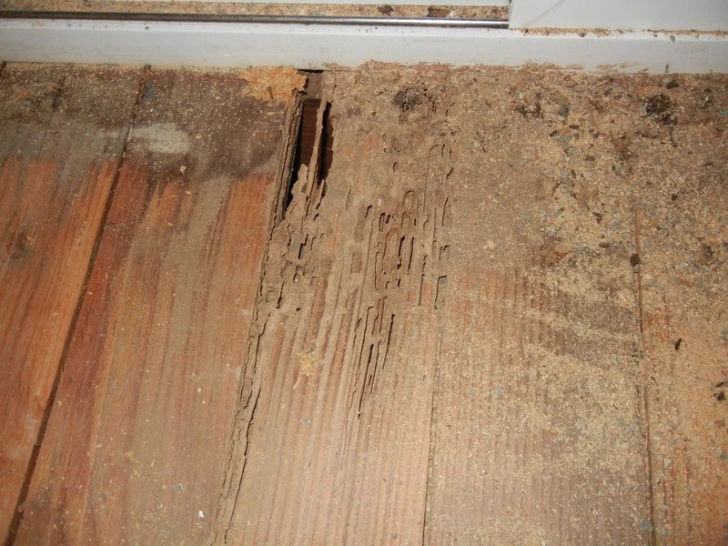 Damaged wood floor from termites
