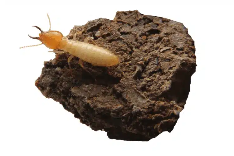 Termite sitting on top of a rock