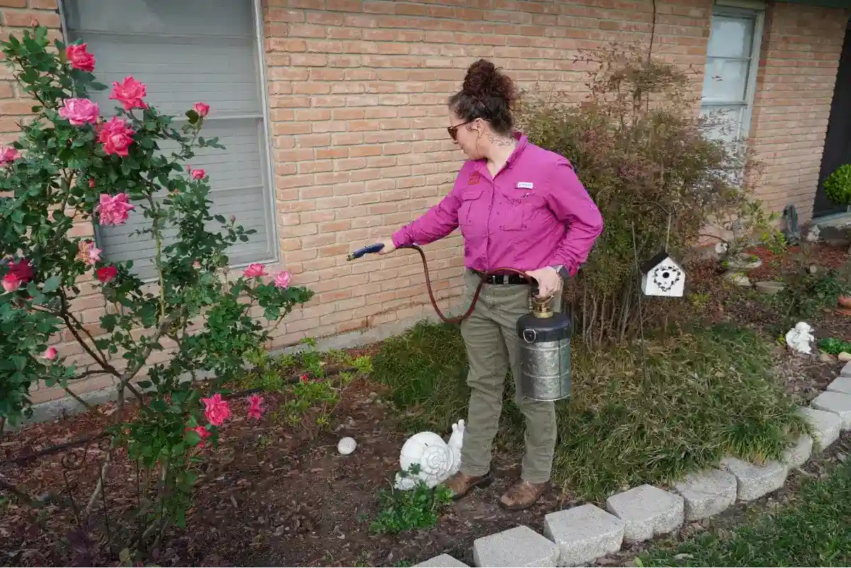 Image of a woman doing spray to flowers