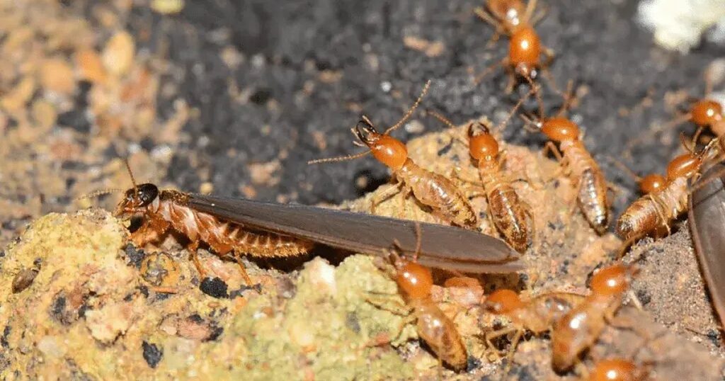 A winged termite swarmer beside worker termites on soil during termite swarm season in Texas